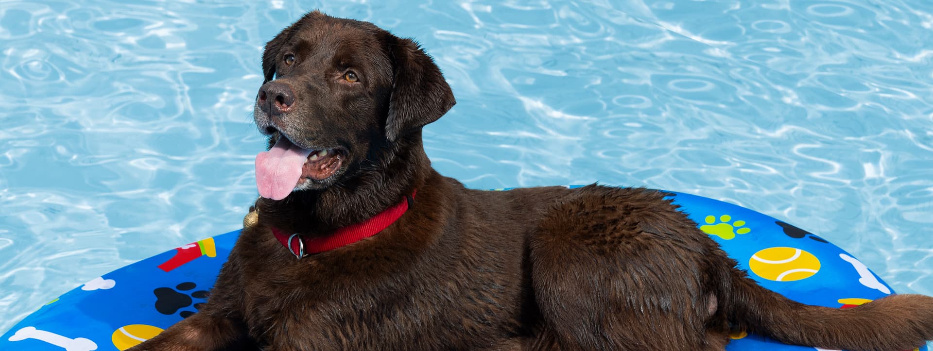 Come gestire una piscina per cani?