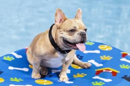 Giochi d'acqua per cani Materassino gonfiabile per cani Fetchin' Fun Bestway 4
