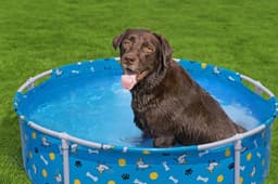 Giochi d'acqua per cani Piscina gioco per cani Fetchin' Fun Bestway 2