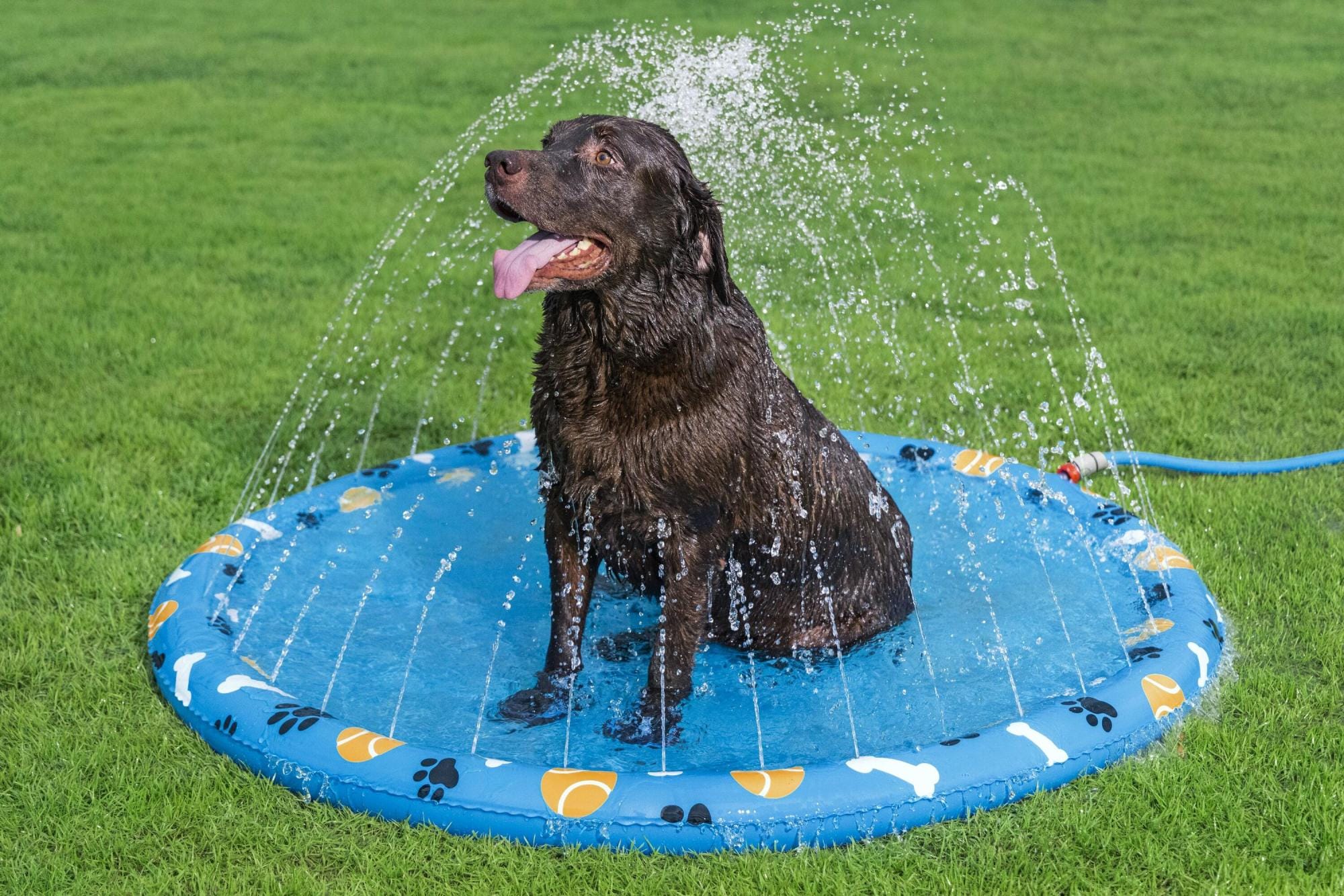 Giochi d'acqua per cani Tappetino refrigerante per cani Fetchin' Fun Bestway 2