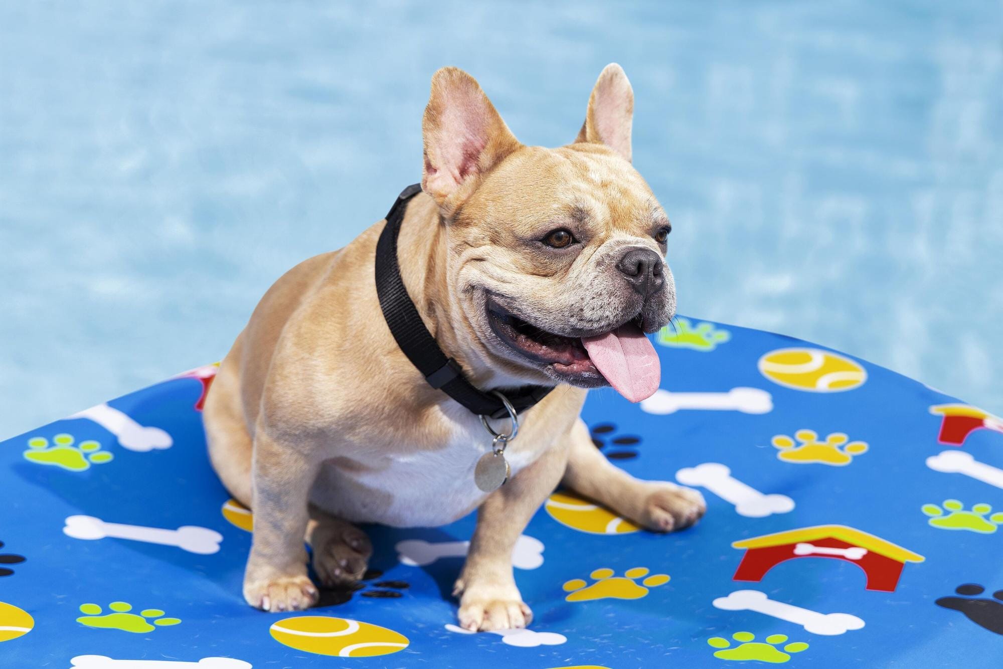 Giochi d'acqua per cani Materassino gonfiabile per cani Fetchin' Fun Bestway 4