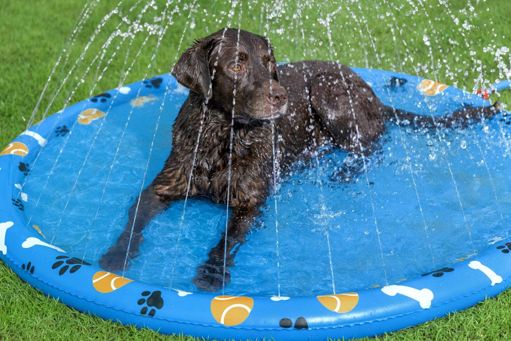 Giochi d'acqua per cani Tappetino refrigerante per cani Fetchin' Fun Bestway 3